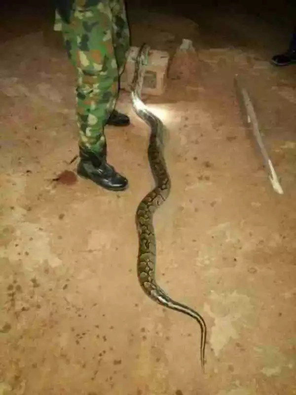 See What A Nigerian Soldier Did To A Huge Python That Bit Him (Photos)